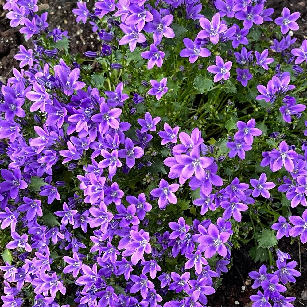 WELCOME! Thank You For Checking Out My Closet! - Picture 14 of 15